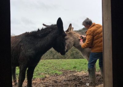 Donkey grooming time, Cornwall