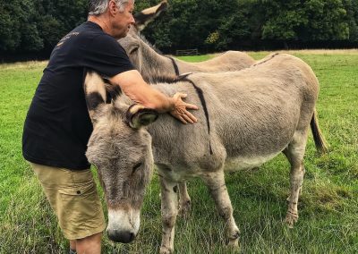 Donkey cuddle session, Cornwall