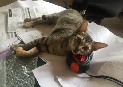 Bruce helping around the office, Thailand